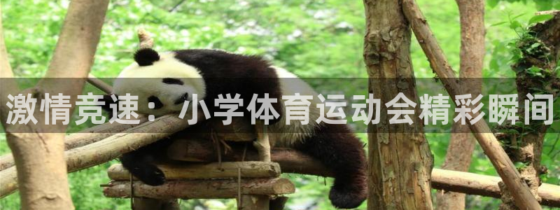 哈哈体育下载：激情竞速：小学体育运动会精彩瞬间
